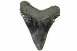 Serrated, Fossil Megalodon Tooth - South Carolina #310067-1